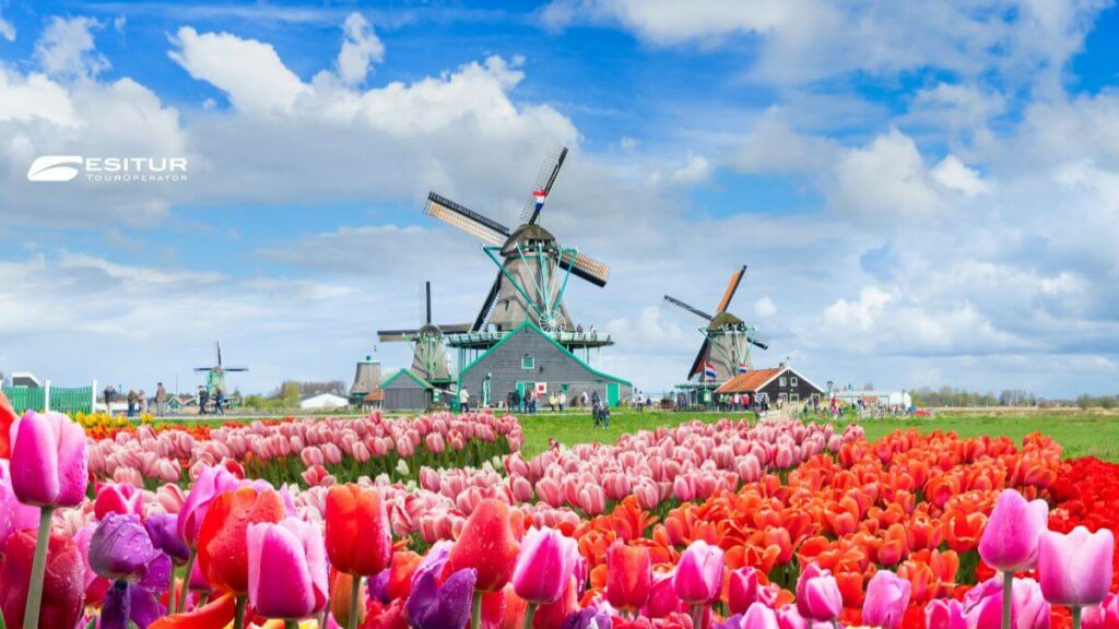 Mulino a vento tra filari di tulipani colorati, Olanda e Belgio in un tour tra paesaggi nordici