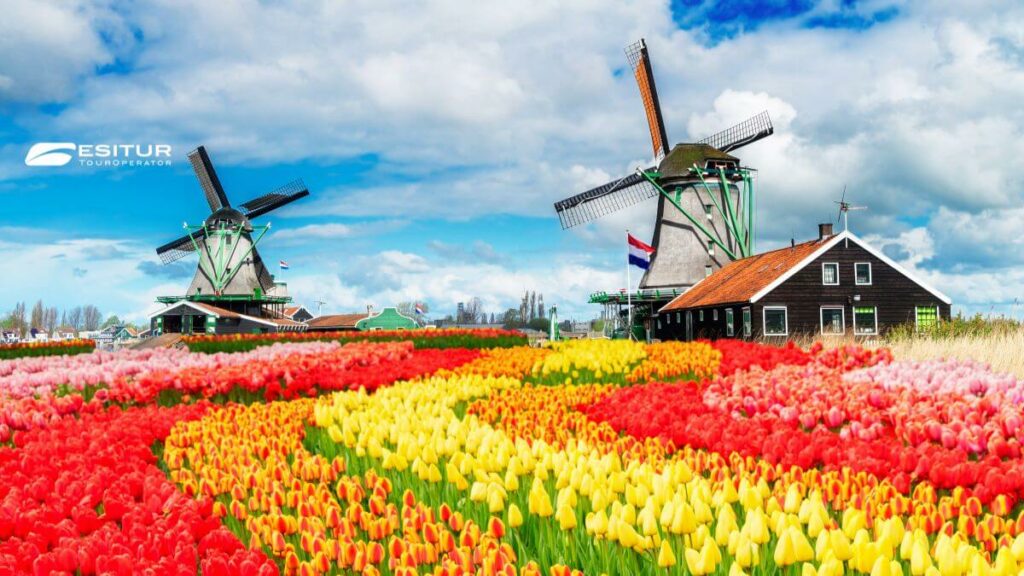Mulini a vento tra campi di tulipani colorati, Gran Tour Olanda e Fiandre in viaggio nei Paesi Bassi
