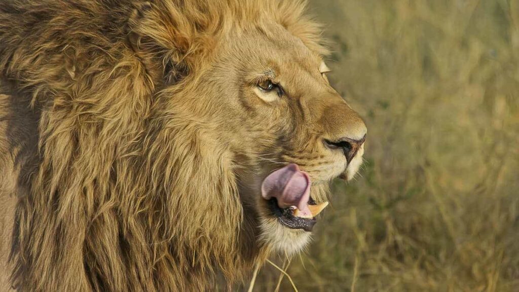 viaggi organizzati gran tour del sudafrica in aereo