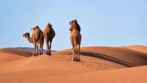 marocco viaggio organizzato in aereo dalle marche