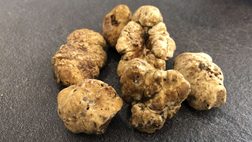 tartufo-acqualagna-viaggi-organizzati-marche