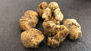 tartufo-acqualagna-viaggi-organizzati-marche