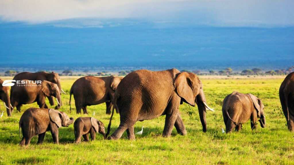 viaggi in kenya organizzati safari
