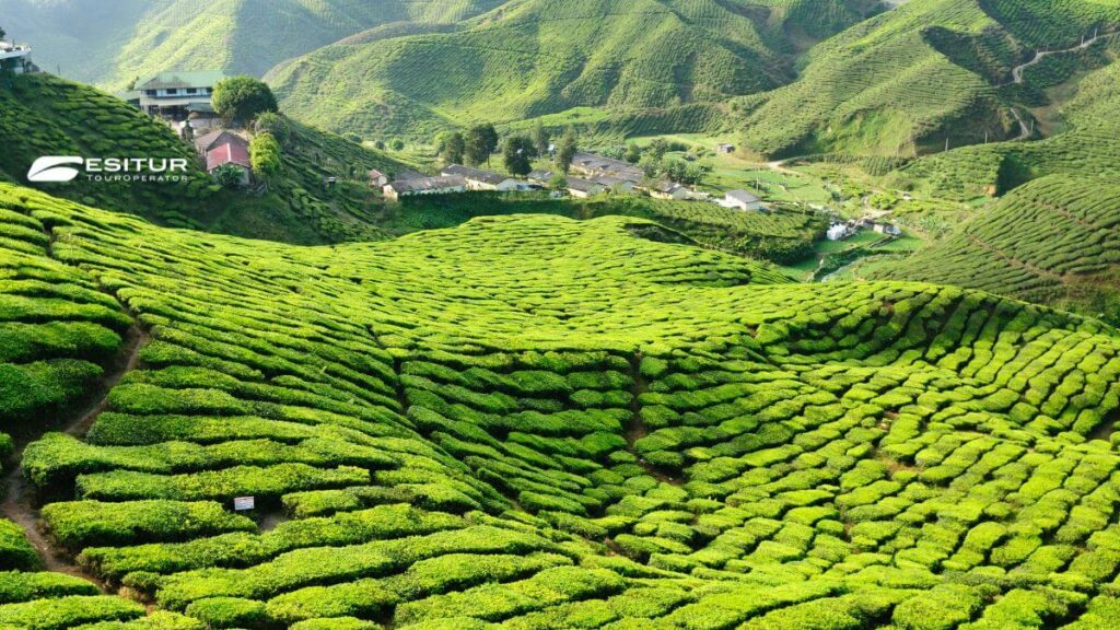Cameron Highlands scopriamo cosa vedere in Malesia in un viaggio organizzato