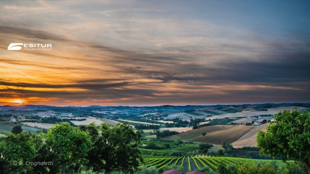 viaggio organizzato per cantine aperte nel verdicchio in pullman per la vendemmia nelle marche