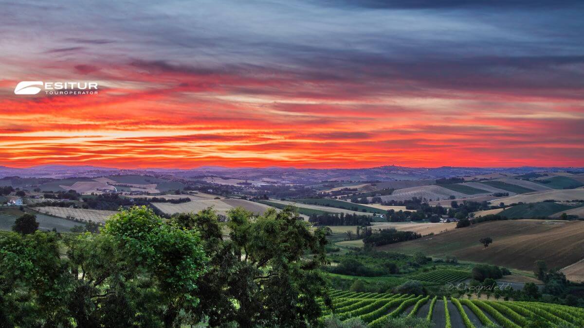 viaggio organizzato per cantine aperte e per la vendemmia nelle marche