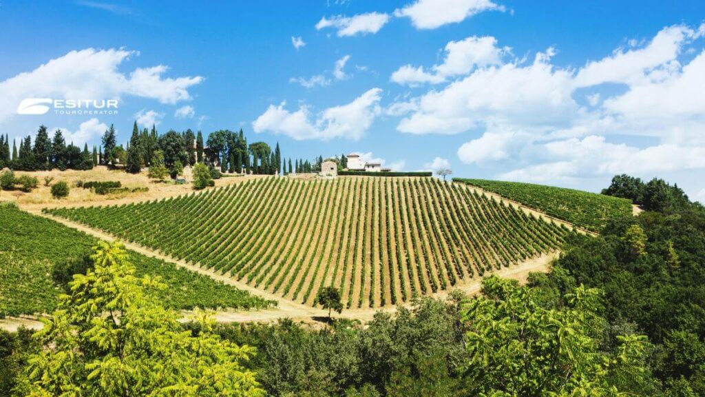 vacanze organizzate in Toscana per la vendemmia tra settembre ed ottobre