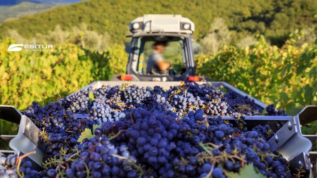 vacanze organizzate per partecipare alla vendemmia in Italia